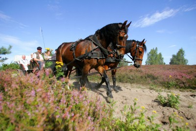 Kutschfahrt Lüneburger Heide