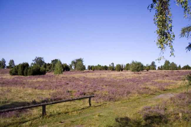 Wann blüht die Heide?
