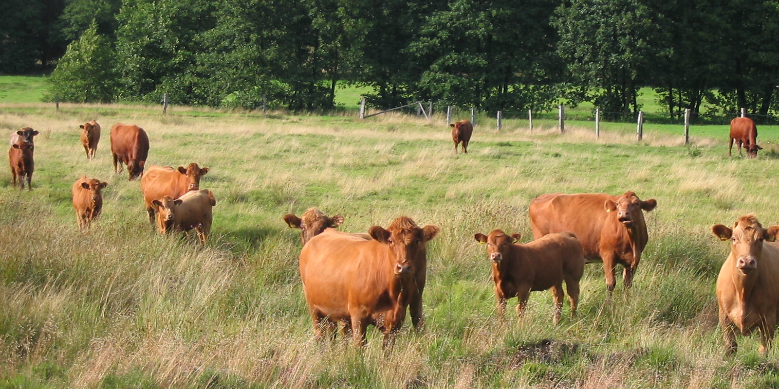 Wildpferde und Rinder in der Lüneburger Heide
