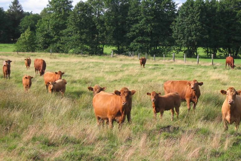 Wildpferde und Rinder in der Lüneburger Heide