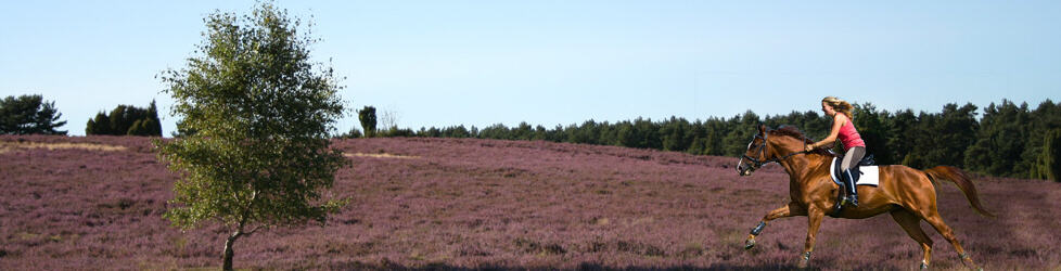 Reiturlaub Lüneburger Heide