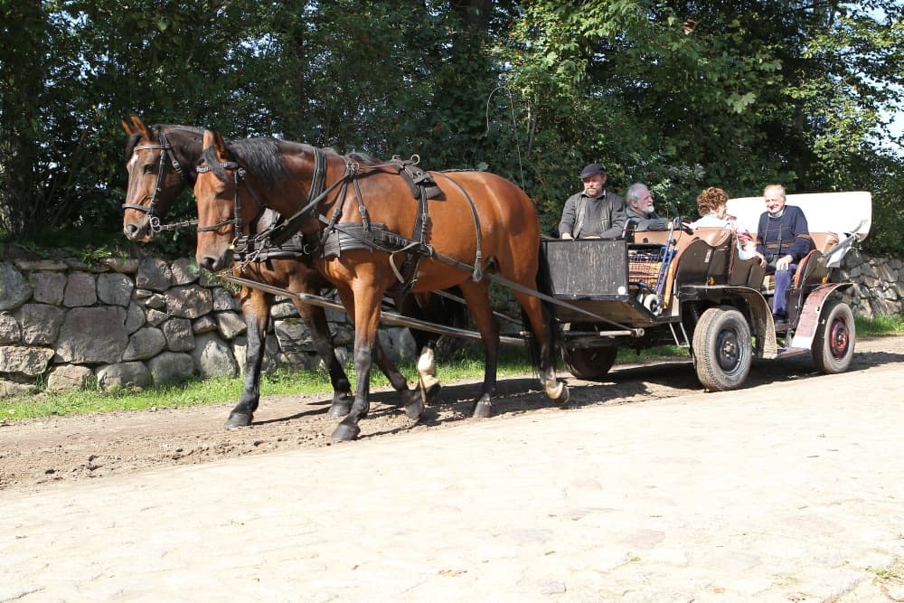 Heidekutsche bei einer Kutschfahrt in der Lüneburger Heide
