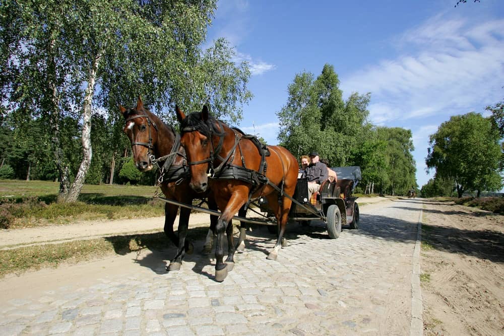 Kutschfahrt in der Lüneburger Heide als Alternative zur Planwagenfahrt