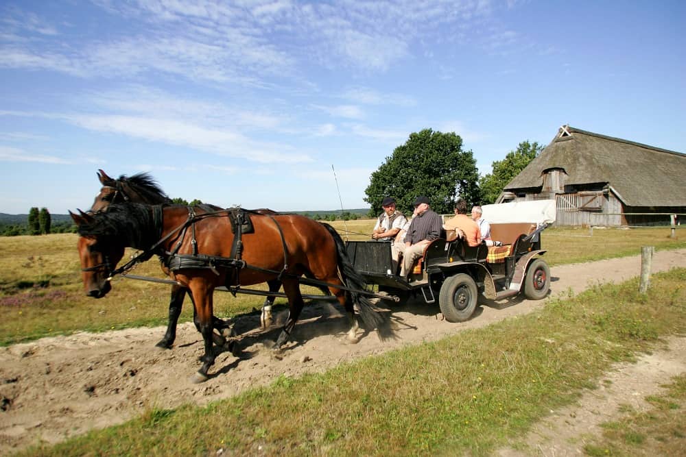 Kutsche für kleine Gruppen bei einer Heidekutschfahrt in der Lüneburger Heide