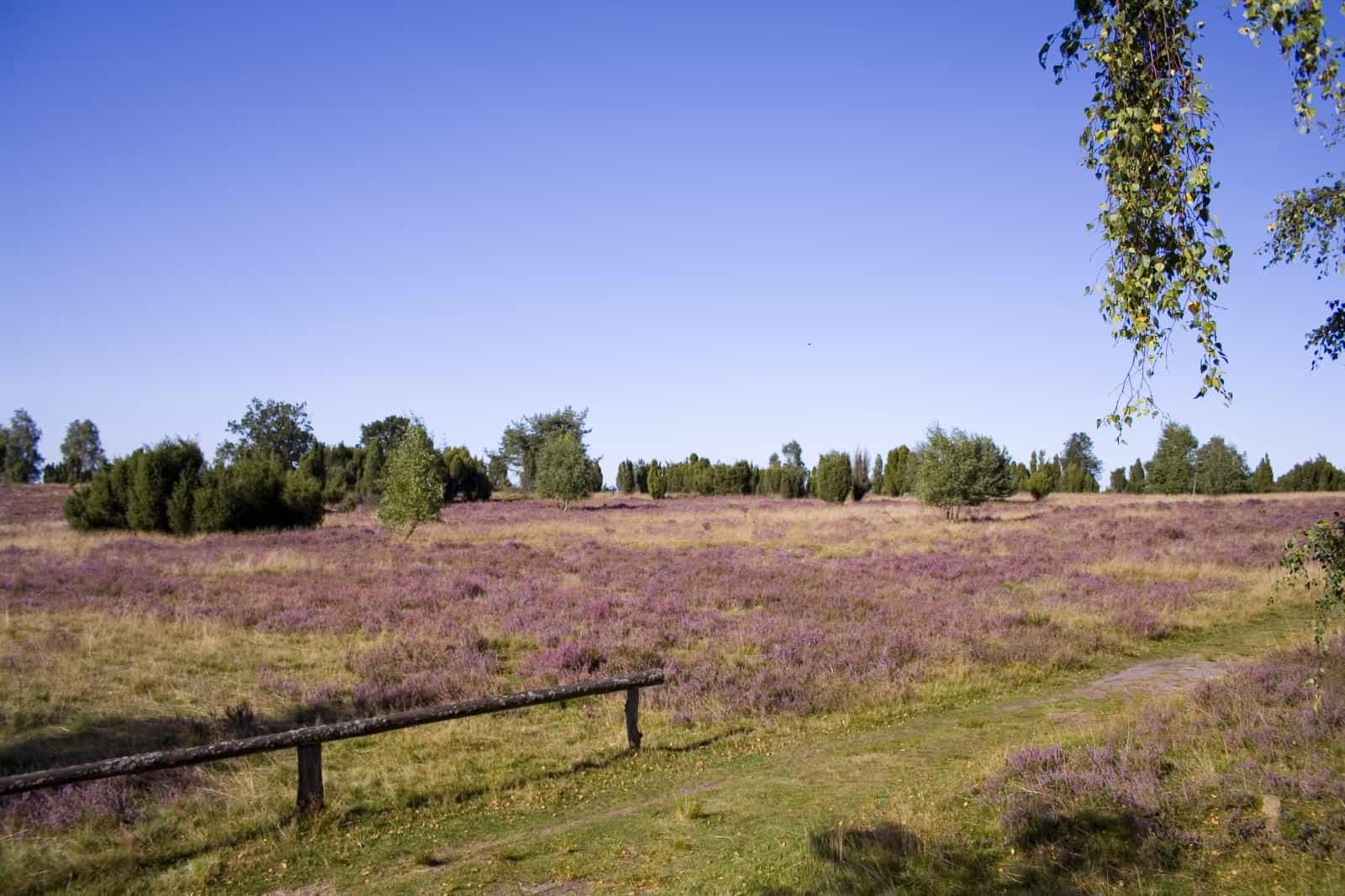 Heideblüte in der Lüneburger Heide